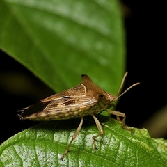 Edessa leucogramma