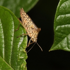 Edessa leucogramma
