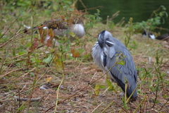 Ardea cinerea