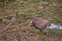 Columba livia domestica