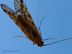 Macrostemum radiatum