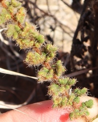 Cheilanthes induta