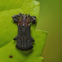 Uroplata fusca