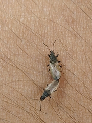 Oxycarenus hyalinipennis