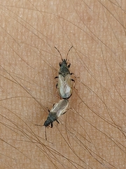 Oxycarenus hyalinipennis