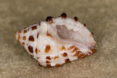 Morula uva