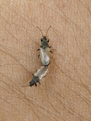 Oxycarenus hyalinipennis