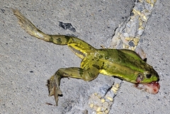 Pelophylax plancyi