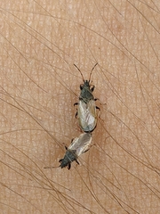 Oxycarenus hyalinipennis