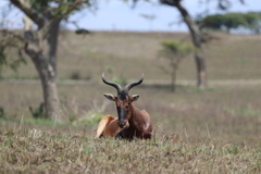 Alcelaphus buselaphus swaynei