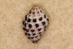 Morula uva
