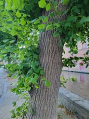Tilia cordata