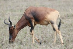 Alcelaphus buselaphus swaynei