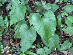 Schismatoglottis kotoensis