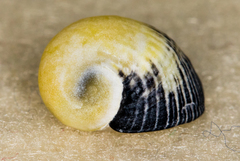 Nerita polita