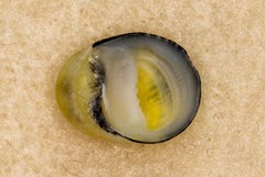 Nerita polita