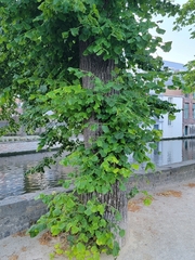Tilia cordata