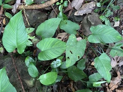 Schismatoglottis kotoensis