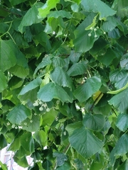 Tilia cordata