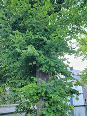 Tilia cordata