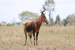 Alcelaphus buselaphus swaynei