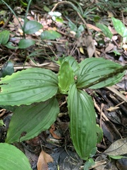 Crepidium bancanoides