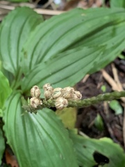 Crepidium bancanoides