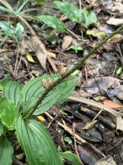 Crepidium bancanoides