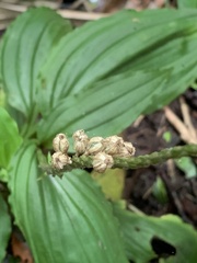 Crepidium bancanoides