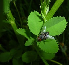 Melilotus officinalis