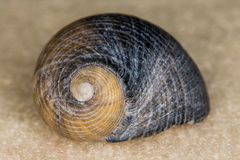 Nerita polita