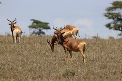 Alcelaphus buselaphus swaynei