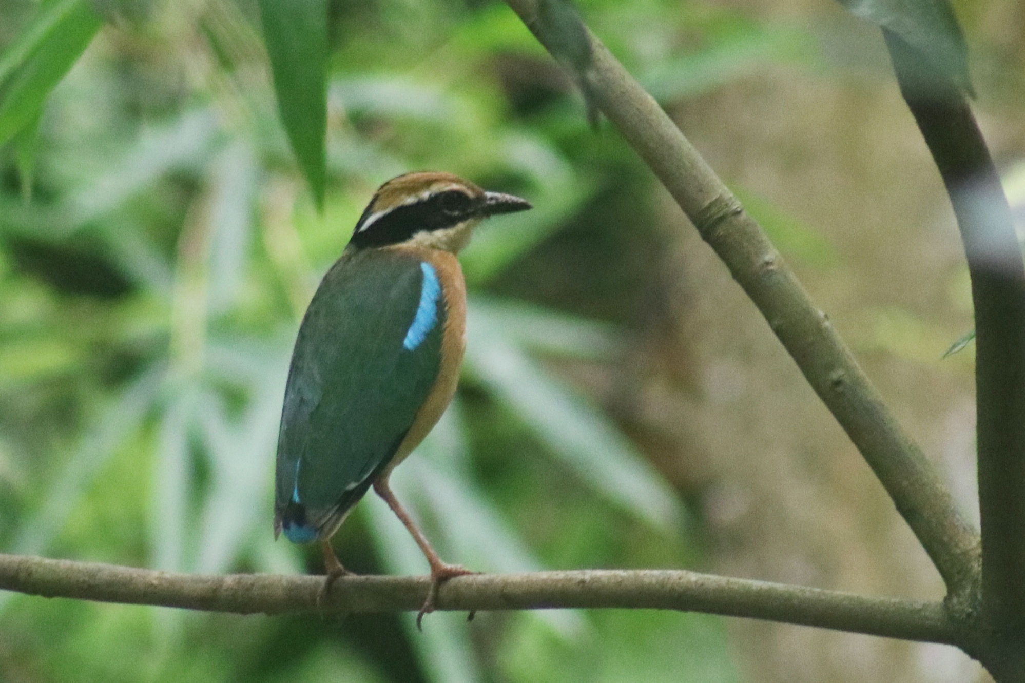 Indian Pitta