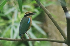 Pitta brachyura