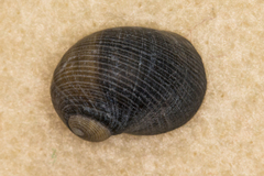 Nerita polita