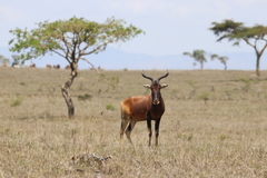 Alcelaphus buselaphus swaynei