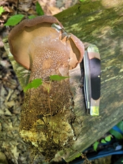 Polyporoletus sublividus