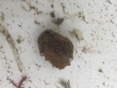 Botrylloides leachii