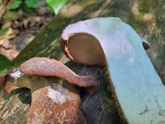 Polyporoletus sublividus