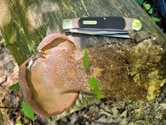 Polyporoletus sublividus