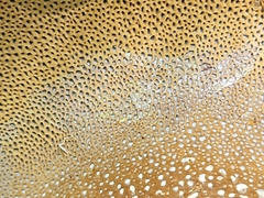 Polyporoletus sublividus