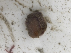 Botrylloides leachii