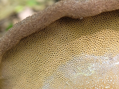 Polyporoletus sublividus