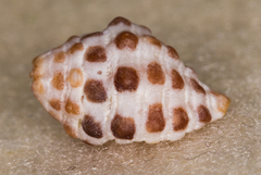 Morula uva