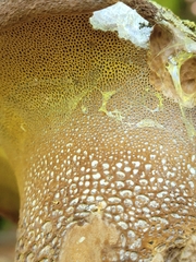 Polyporoletus sublividus