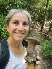 Polyporoletus sublividus