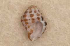 Morula uva