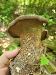 Polyporoletus sublividus