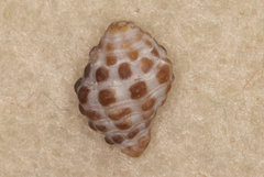 Morula uva