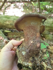 Polyporoletus sublividus